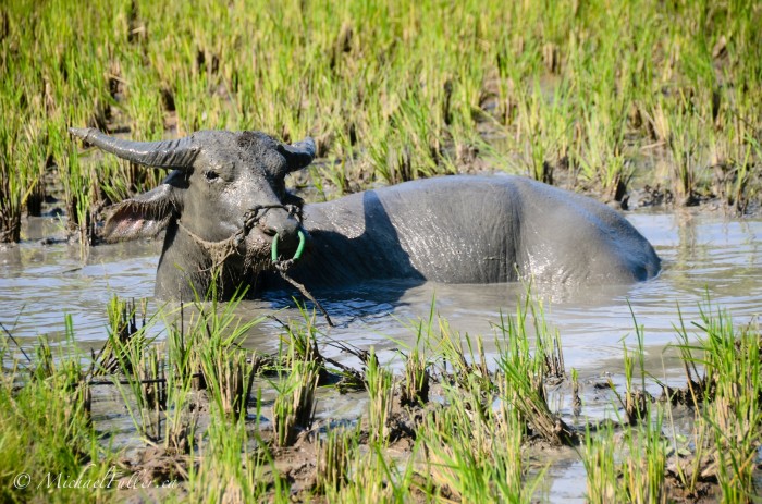 As happy as a buffalo in a rice paddy 