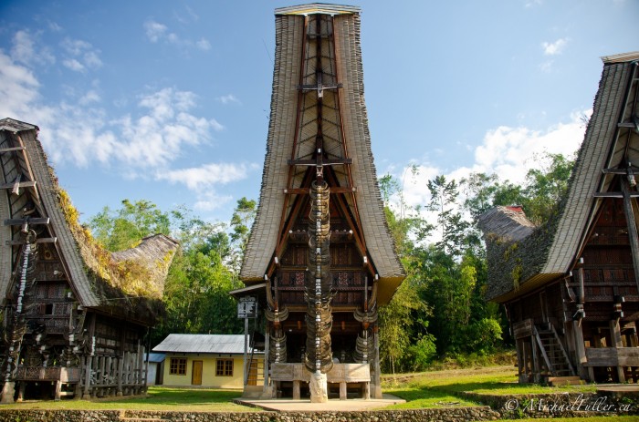 Torajan traditional 'tongkonan' houses, always facing north, display evidence of many past buffalo sacrifices