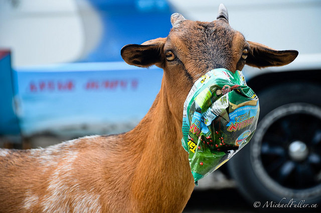 Goats eat everything.