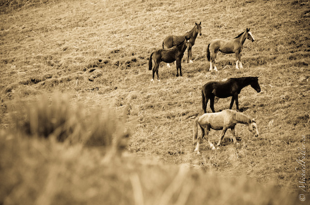Wild horses in the valleys of Kyrgyzstan