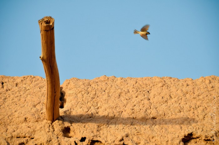 Birds still inhabit these 3rd-century ruins.